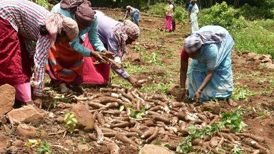 Inadequate rain spells trouble for tapioca farmers of Pachamalai