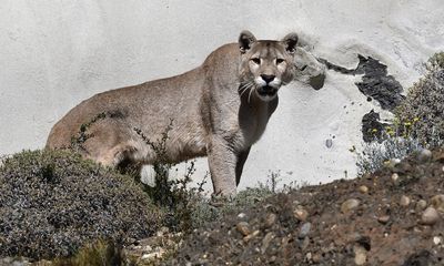 Rare sight as cougar hauls deer across Colorado ‘backyard’