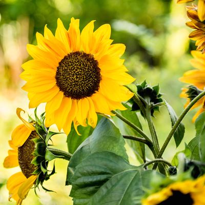When to repot sunflower seedlings to ensure a sunny display this blooming season