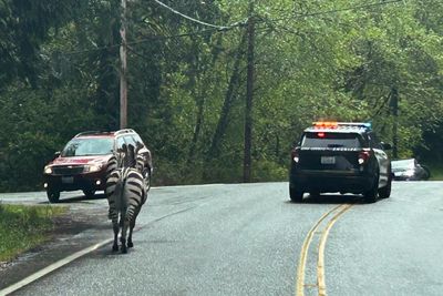 Zebra on the run in Washington state for six days finally captured