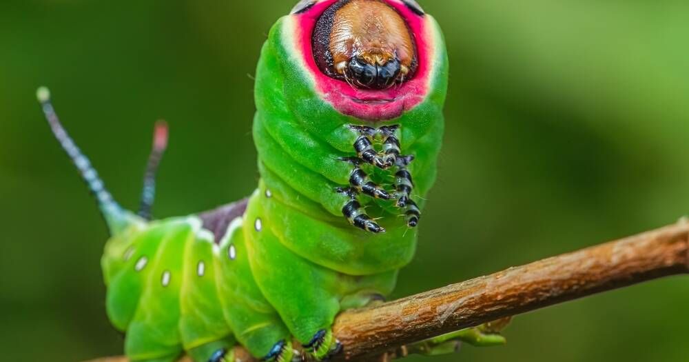 Ask Fuzzy How many legs does a caterpillar have?