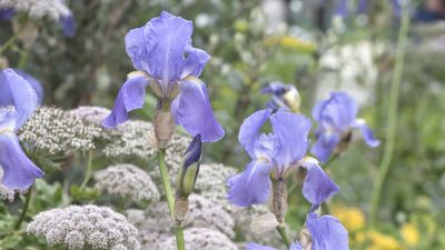How to grow bearded irises – for elegant, artistic and colorful blooms