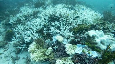 Reef in crisis: scientists despair as corals perish