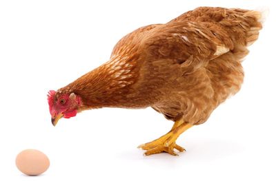 Chicken or egg? One zoologist’s attempt to solve the conundrum of which came first