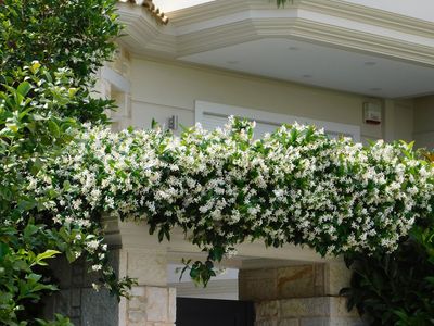 This Plant Makes the Perfect Fence Cover, and it Turns Your Backyard Into a Sweet-Smelling Haven