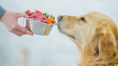 Traveling with your dog? Here’s how to feed them fresh food, according to one trainer
