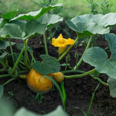 How to grow pumpkins for a successful harvest in time for Halloween
