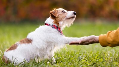 Finally! Trainer shares the secret to a better behaved dog — and it all comes down to these three things