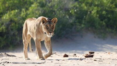 Namibia's unique desert lions threatened by drought and human conflict