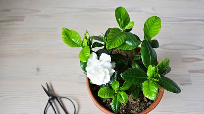 Indoor plants to make a living room smell nice – 9 fragrant options that might surprise you