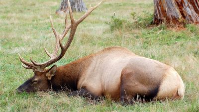 Careless Colorado tourist caught sneaking up on sleeping bull elk, with small child in tow