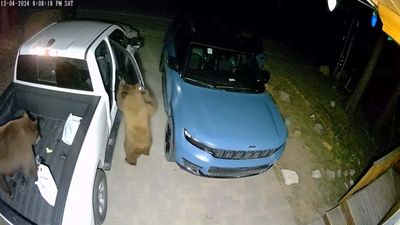 Watch Hungry Bears Effortlessly Open Parked Cars and Cause Chaos