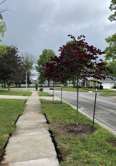 Lexington street tree compliance may undergo some modification