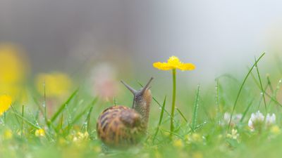 Can slugs and snails ever be good for the backyard? This gardener says 'it's time for a rebrand'
