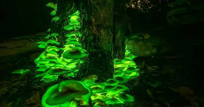 Eerie glowing mushrooms found on the Central Coast