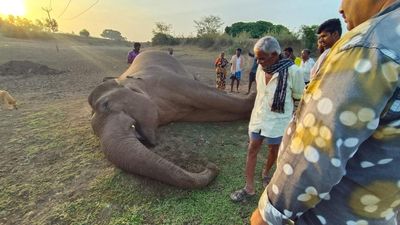 Makhna elephant found dead in Hosur forest division, electrocution suspected to be cause of death