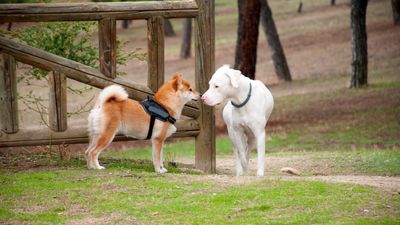 Worried about encountering an off-leash dog? This trainer's simple tips will ensure you and your pup stay safe