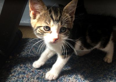 The pet I’ll never forget: Babyleaf, the feral kitten who tamed me