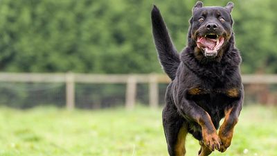Three arrested in Chennai after their pet Rottweilers attack 5-year-old girl, her mother