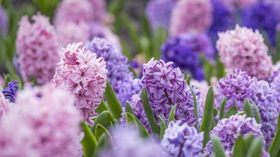 How to deadhead and care for hyacinths after flowering – for brilliant blooms year after year
