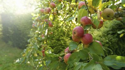 How and when to fertilize apple trees to keep them strong and fruitful