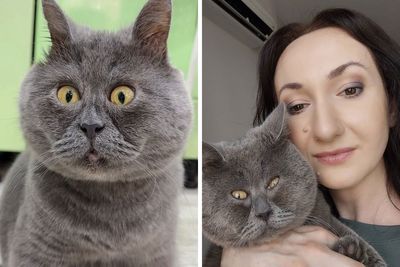 A Slightly Strange And Funny-Looking Cat Continues To Win Hearts Online (New Pics)