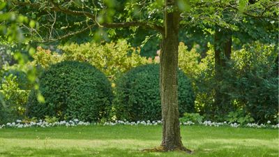 How to get grass to grow under trees – expert tips for a luscious shade lawn