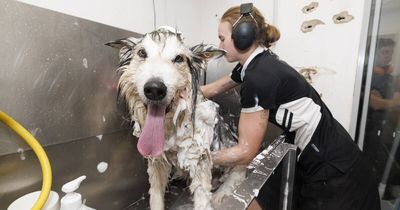 Aussies spend more than $1 billion on dog groomers a year and Canberra is no exception