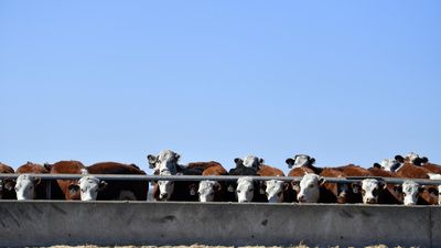 Australia has a beef with looming EU trade rules