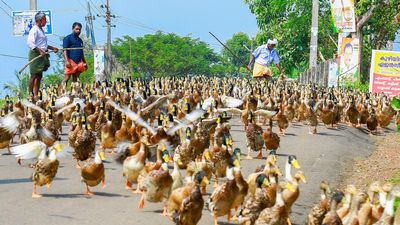 Amid bird flu outbreaks, duck farming at a critical juncture in Kerala’s Kuttanad