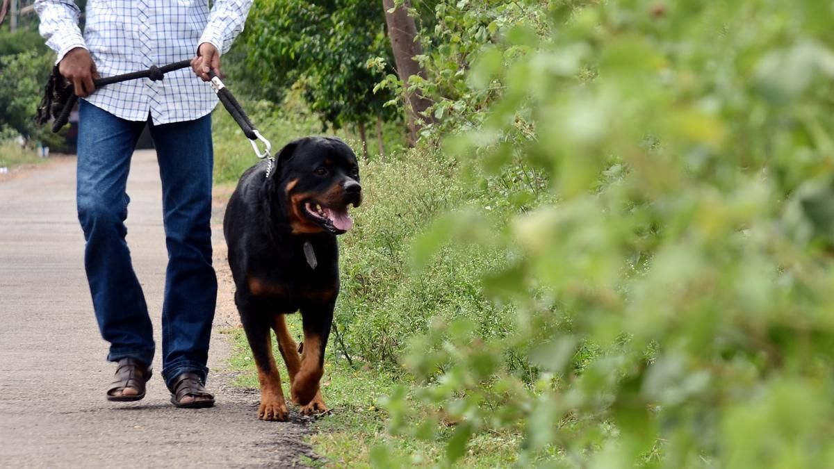 Chennai Rottweiler attack | There are no bad dogs;…