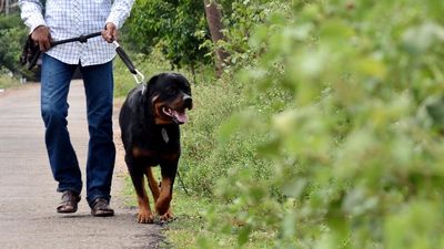 Chennai Rottweiler attack | There are no bad dogs; only bad owners, say experts