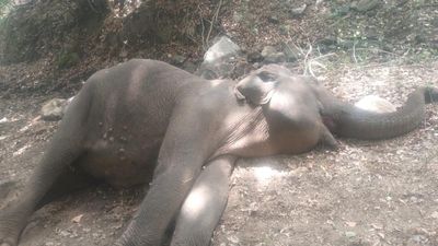 Female elephant found dead in forest periphery near Coimbatore