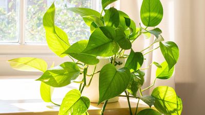 How to repot a pothos in 5 simple steps