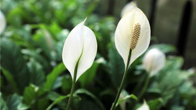 Can you grow a peace lily outdoors? Expert tips for a sophisticated flowering addition to your yard