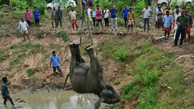 Female jumbo hit by train in Palakkad dies; case against loco pilot