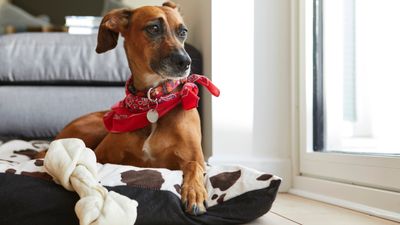 Why do dogs scratch their bed? Vet reveals the 6 most common reasons