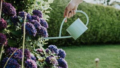 Does hydrangea bloom every year? Pros spill the dirt on the "garden favorite" and when to expect it