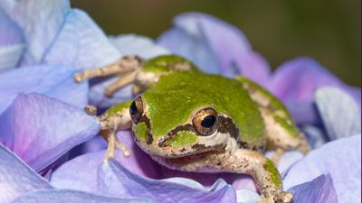 How to attract frogs to your yard – and why they are ideal for natural pest control