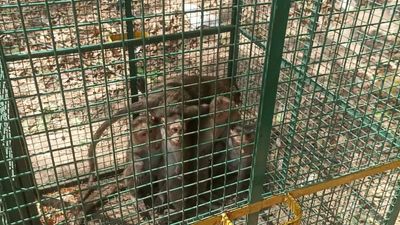 Forest officials trap monkeys at counting centres in Tiruvannamalai