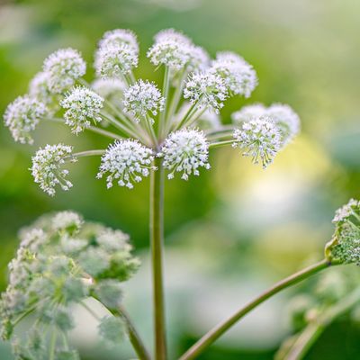 How to get rid of giant hogweed safely – experts reveal the best way to remove this invasive plant from your garden