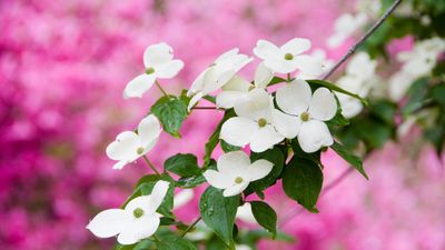 How and when to fertilize dogwoods – for healthy trees and shrubs