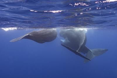 Scientists Decode Sperm Whale Communication For Conservation Efforts