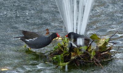 Country diary: These plucky moorhens have become local celebrities