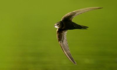 Birdwatch: the invincible swift, effortless master of the air