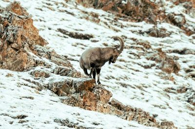 Mongolia's Wildlife At Risk From Overgrazing