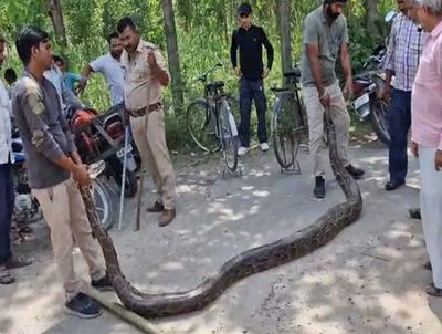 13-feet-long python rescued from Haridwar's Ismailpur village