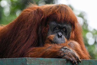 Malaysia plans ‘orangutan diplomacy’ in palm oil pitch