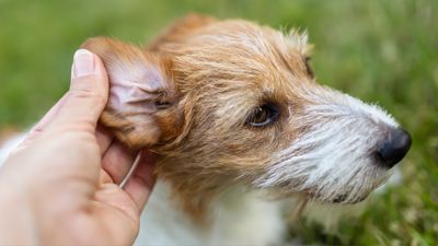 Trainer reveals how to get your dog used to ear care in 7 simple steps