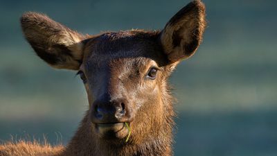 Hikers learn the hard way that elk aren't afraid to bite the hands that feed them